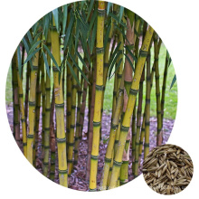 2019 Harvest Hardy Plant Chusquea gigantea Rare Bamboo Seeds